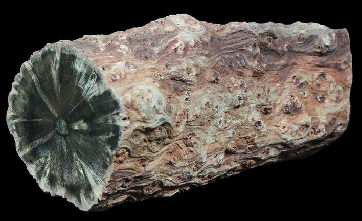 Triassic Woodworthia Petrified Log - Zimbabwe #45358